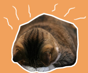 猫中暑了怎么办