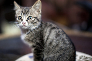 如何辨别虎斑猫