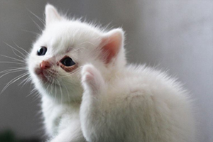猫猫接生注意事项
