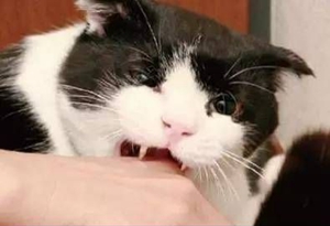 猫抓病症状有哪些