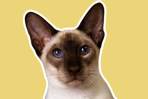 巴厘猫性格怎样