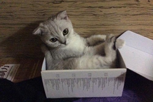 猫咪生宝宝后怎么照顾