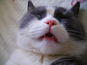 猫流口水是什么原因