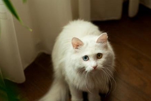 波斯猫喂什么