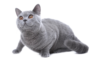 蓝猫怎么喂胖