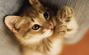 被猫抓伤怎么办