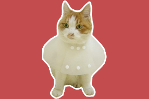 猫猫节育后注意什么