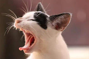 如何给猫咪驱虫