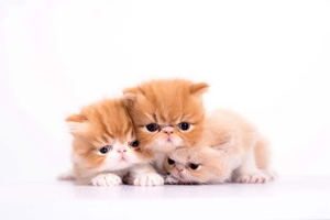 加菲猫如何挑选