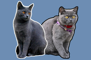 卡尔特猫与蓝猫区别