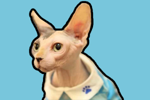 斯芬克斯猫性格特点