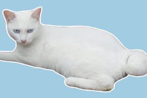 麒麟猫的特点是什么
