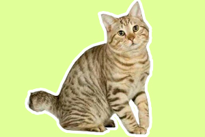 怎么辨别麒麟猫