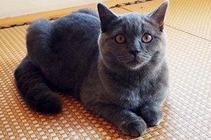 猫咪要怎么托运