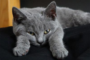 卡尔特猫性格怎样
