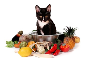 猫咪不能吃的食物有哪些 猫咪禁忌食物介绍