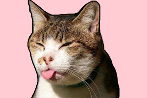 猫舔人是什么意思