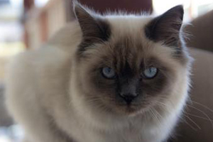 伯曼猫怎么护理 伯曼猫的护理方法
