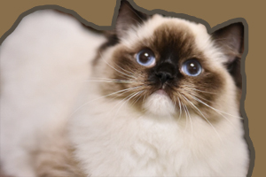 布偶猫怎么喂养