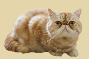 加菲猫最喜欢吃什么