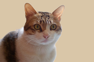 猫咪吃水果好不好