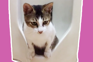 猫咪为什么随地大小便