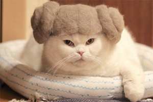 养猫掉毛吃什么