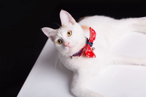 家里养猫要注意什么 家里养猫注意事项