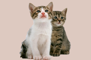 怎样养猫咪没有味道