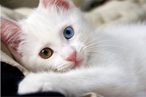 波斯猫毛打结怎么办