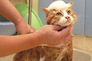 如何给小猫咪洗澡