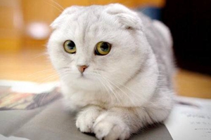 苏格兰折耳猫怎么洗澡