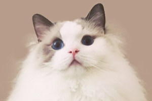 布偶猫毛量不好怎么办
