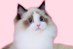 布偶猫怎么喂