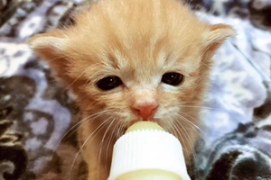 满月的小猫咪怎么喂养