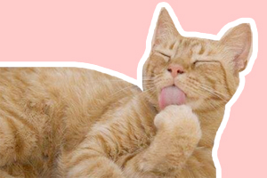 猫舔爪子是什么意思