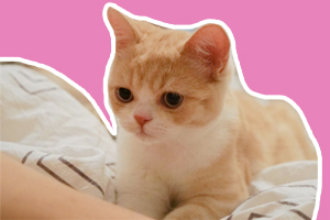 猫咪踩奶是什么意思
