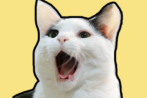 猫咪晚上一直叫怎么办