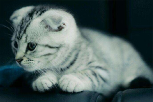 折耳猫怎么养