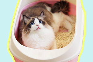 猫猫吃猫砂怎么办