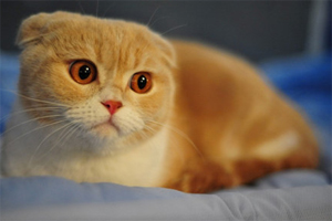 苏格兰折耳猫怎么养