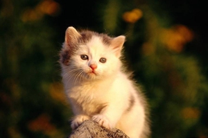 猫猫上火便秘怎么办