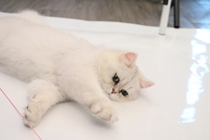 养金吉拉猫的方法是什么