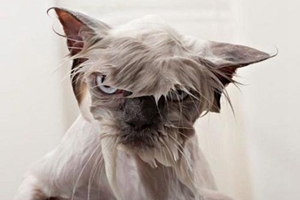 怎么给小猫洗澡