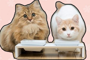 猫咪不吃东西怎么办