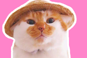 土猫吃什么好