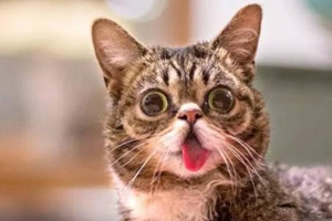 猫咪嘴巴臭怎么处理