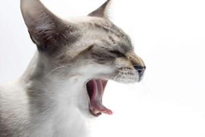猫咪嘴巴臭怎么办