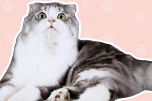折耳猫如何剪指甲