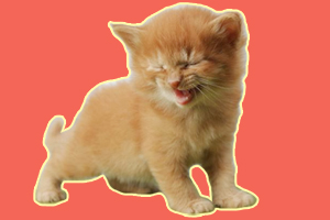 小猫咪一直叫怎么办
